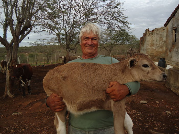 Portrait of smiling man carrying cow