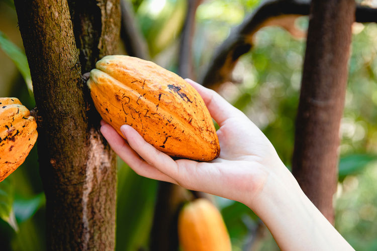 Woman hand harvesting ripe cocoa pod fruit on the cocoa tree