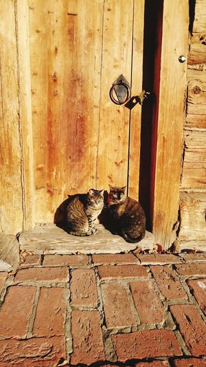 Cats in front of closed door