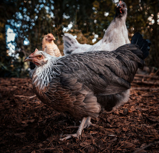 Silver grey dorking chicken with other chickens in the background, standing in a yard