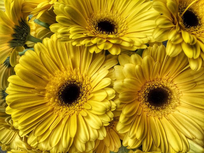 Full frame shot of sunflower blooming outdoors