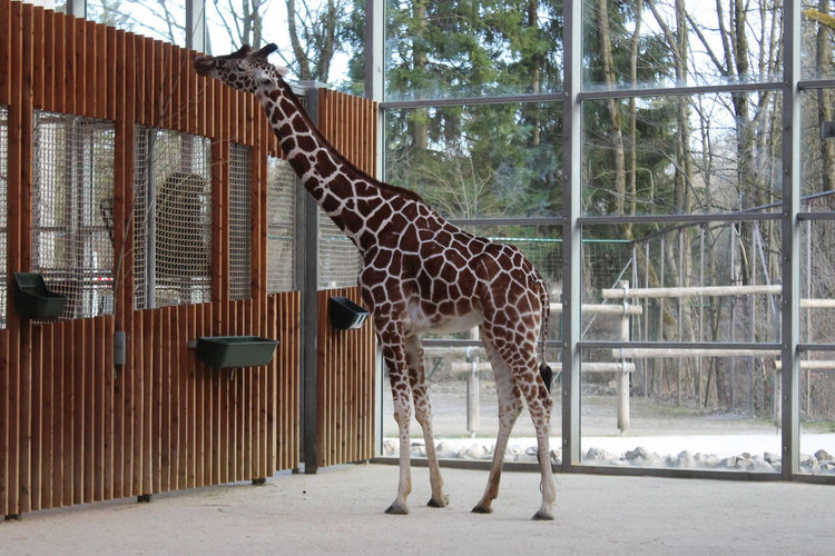 Full length of giraffe standing at zoo