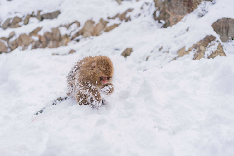 View of a monkey on snow covered field