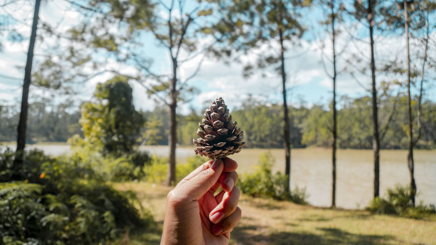 Midsection of person holding pine cone against trees