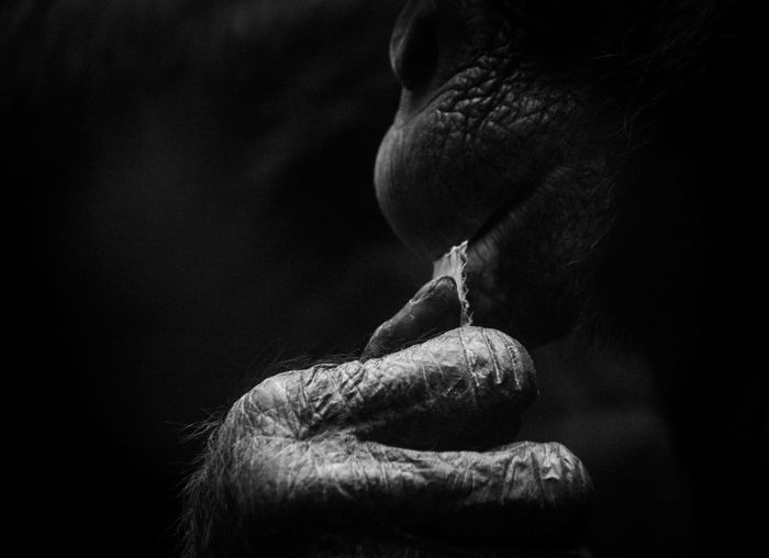 Close-up of chimpanzee biting paper