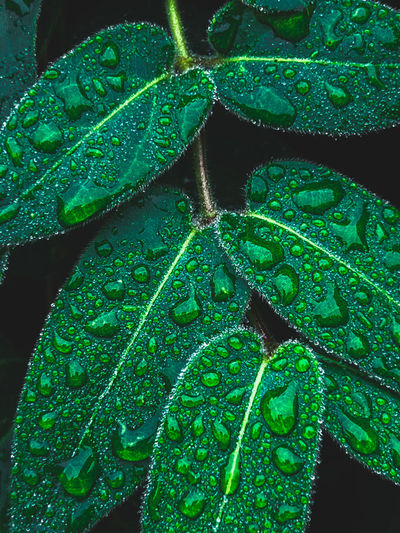 Close-up of wet leaves