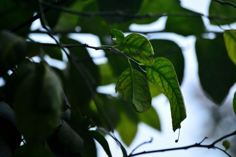 Low angle view of green leaves on branch