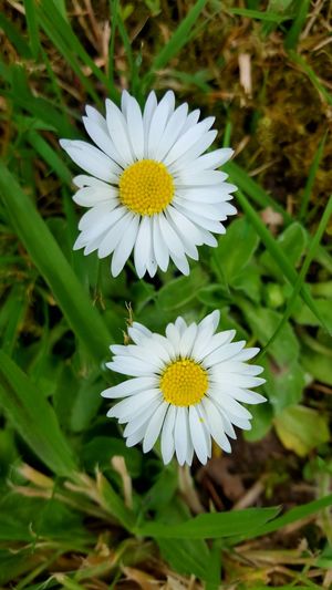 Close-up of daisy flowers