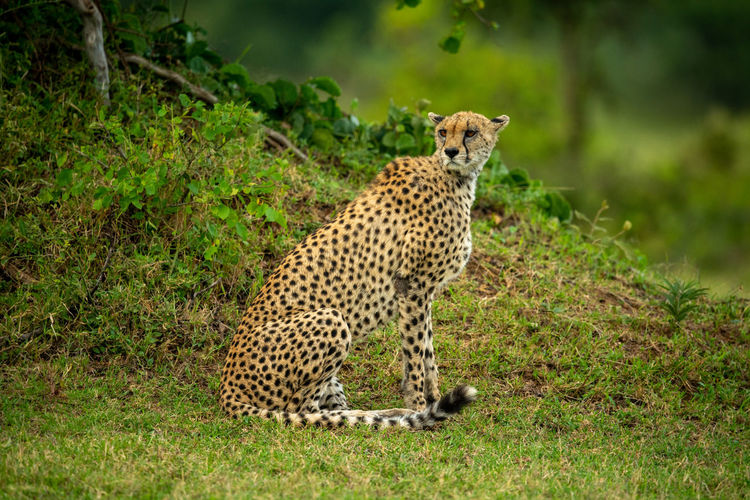 Cheetah sits turning head by grassy bank