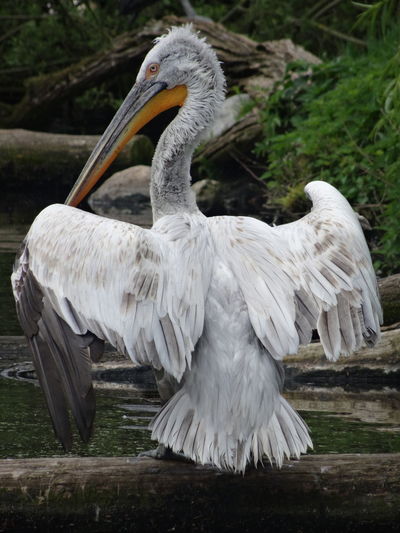 Close-up of pelican on field