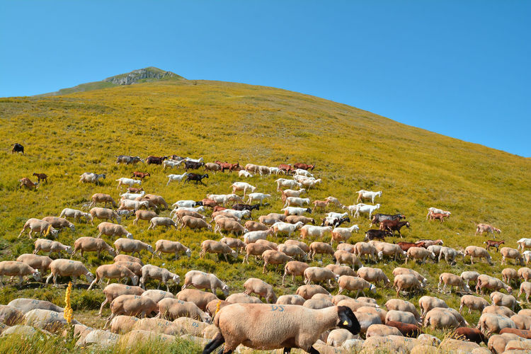 Sheep on field by mountains against clear sky