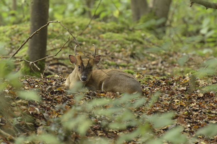Muntjac deer laying in the forest 