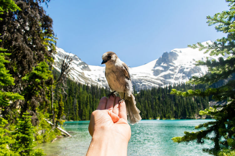 Man holding bird on hand 