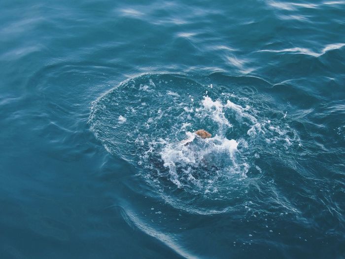 Cropped image of person swimming in sea