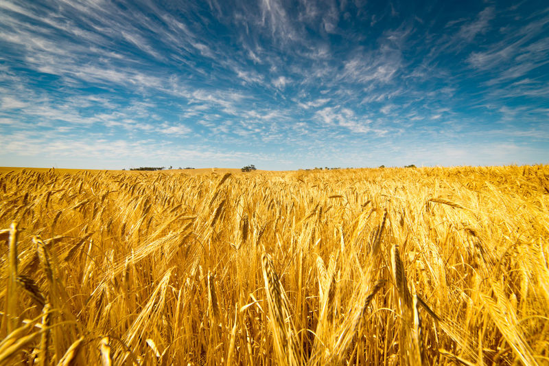 Scenic view of wheat growing on field against sky
