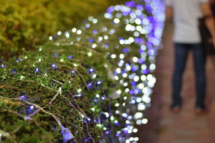 Illuminated string lights on plants at night