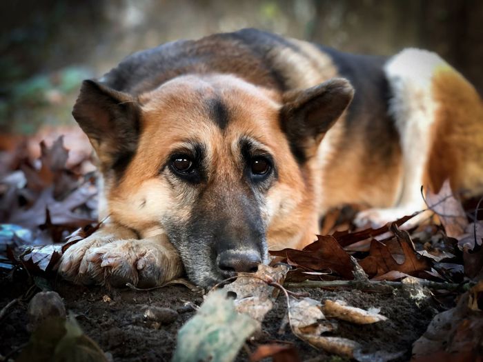 Portrait of sad german shepherd dog resting with the head on autumn leaves fallen on the ground