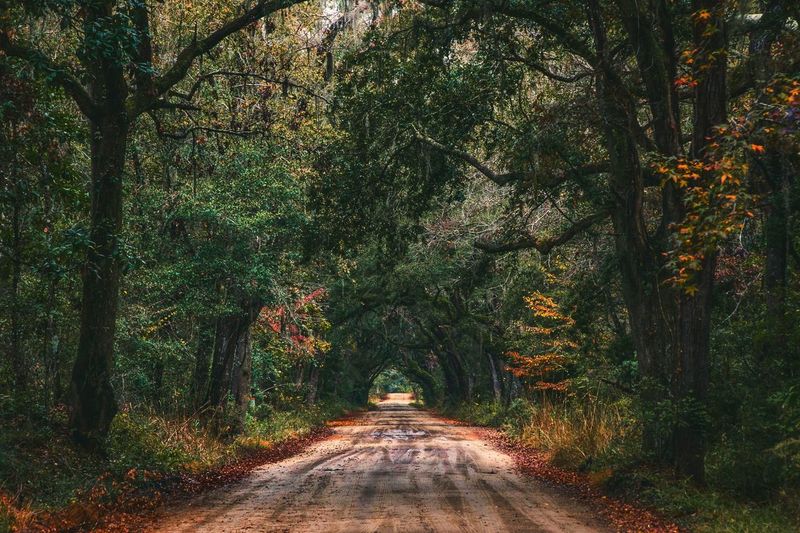 Dirt road  in edisto south carolina lined with trees