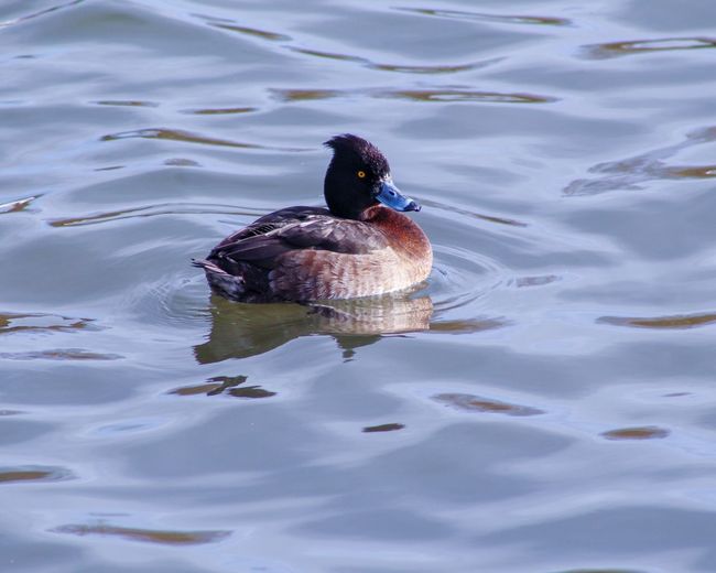 High angle view of duck swimming in lake