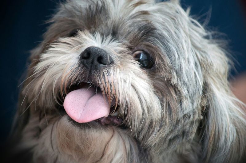 Close-up portrait of lhasa apso sticking out tongue