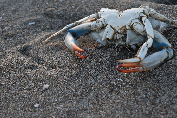 High angle view of crab on sand 