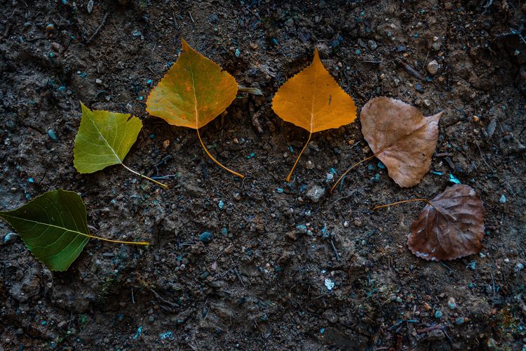 High angle view of maple leaves on ground