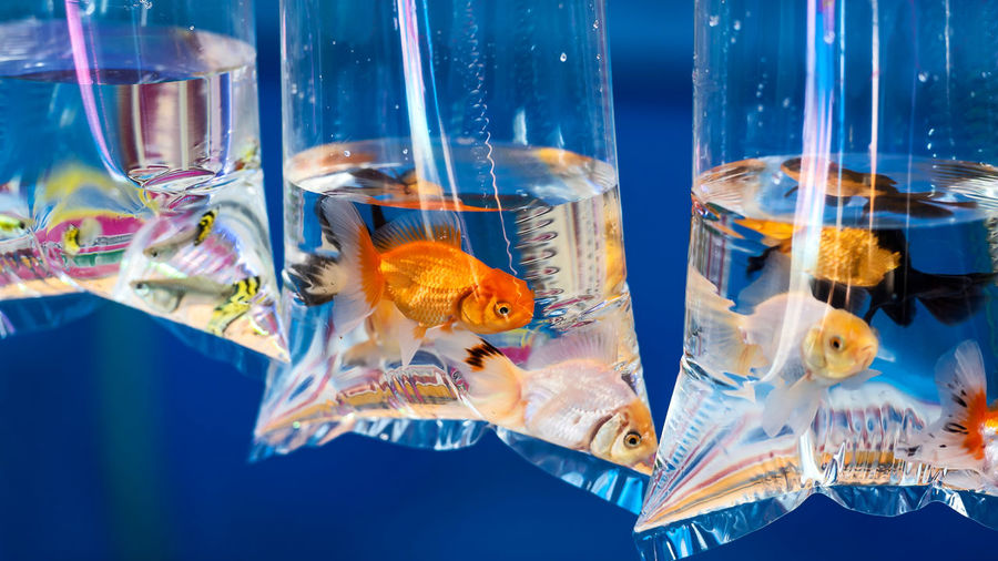 Fish swimming in plastic bags with water