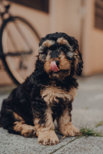 Portrait of a two months old cockapoo puppy sitting on the patio, licking its nose, selective focus.