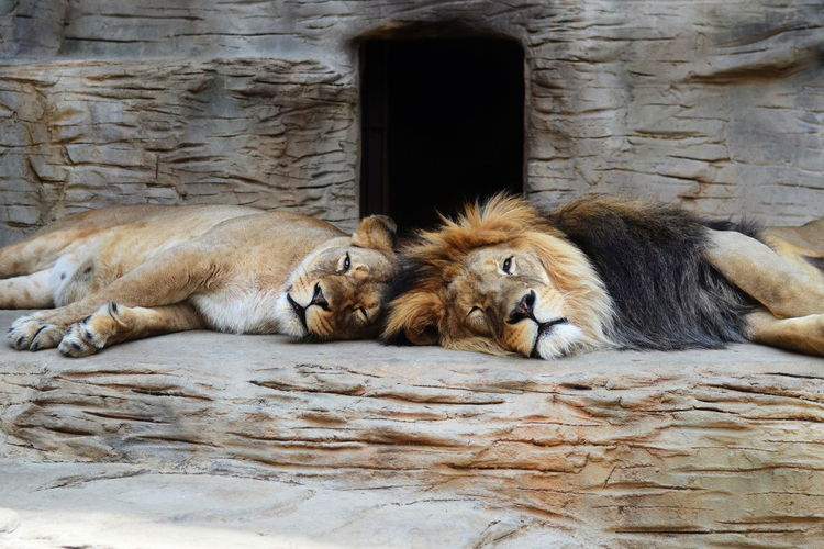 Lions relaxing outdoors