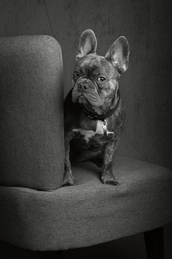 Portrait of a french bulldog on a chair