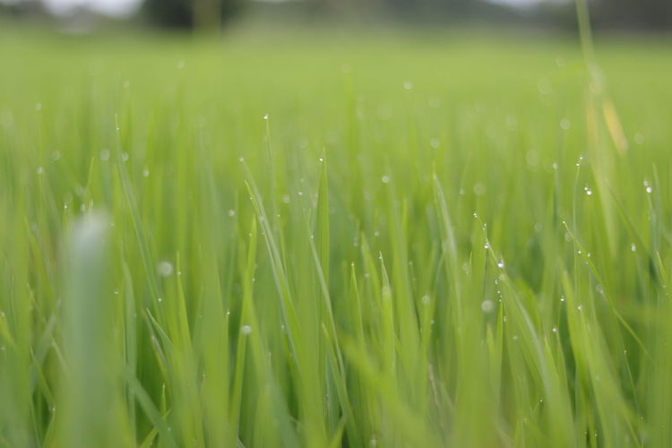 Full frame shot of raindrops on grass