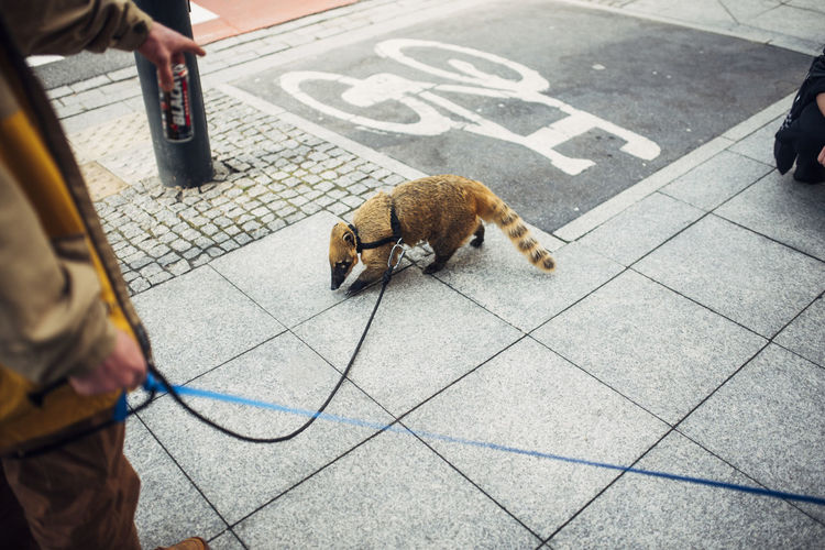 Low section of person with coati on footpath