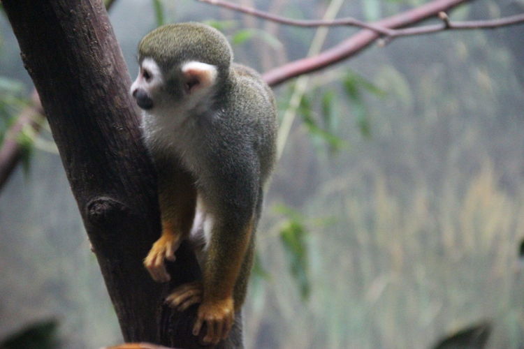 Low angle view of squirrel monkey on tree
