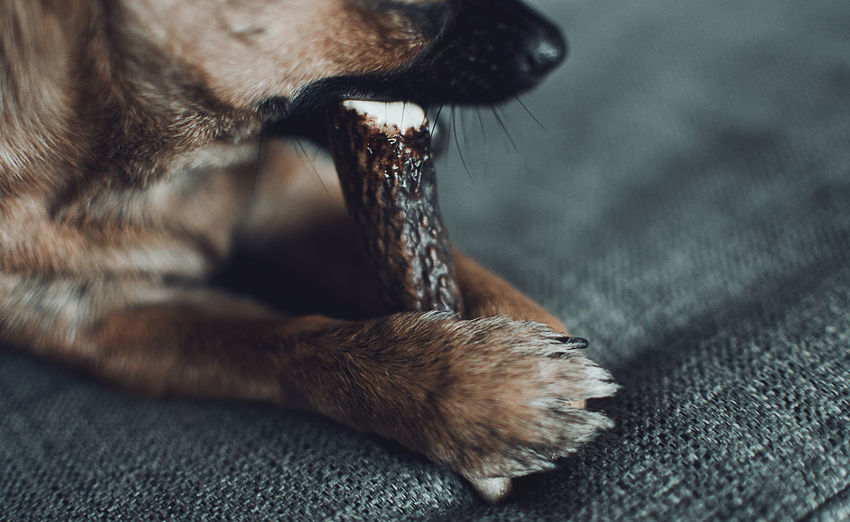 Closeup of a brown chihuahua chewing a natural deer antler. selective focus on paw.