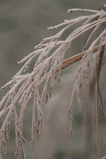 Close-up of wheat growing on field