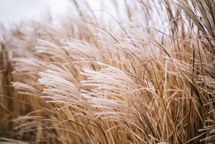 Full frame shot of wheat field