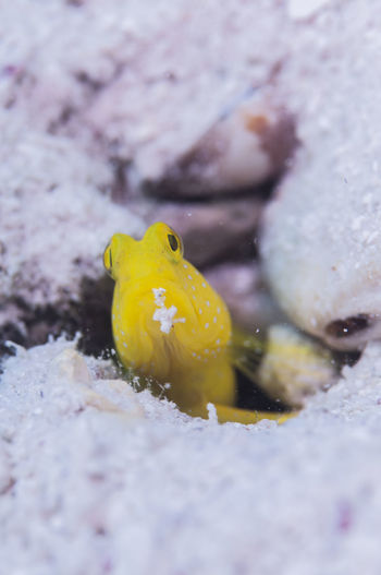 Close-up of yellow fish in sea