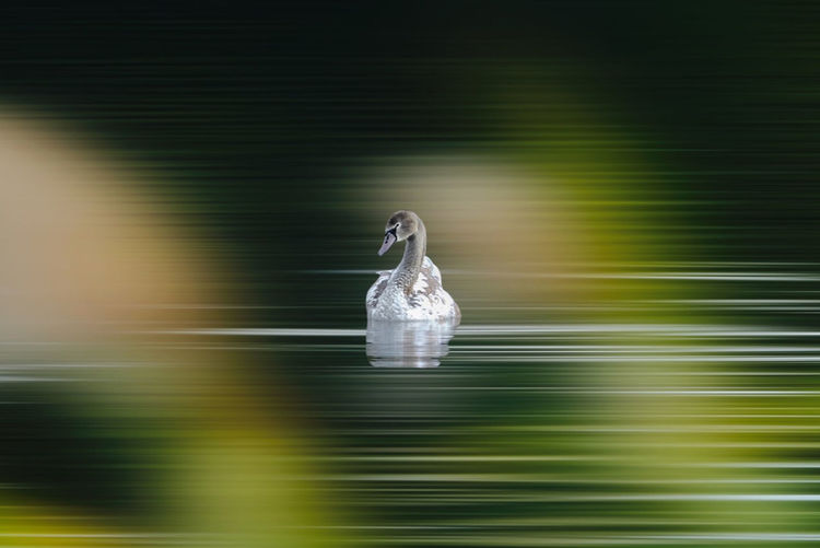 Close-up of bird in a water