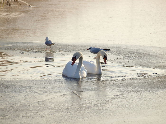 Swans and seagulls on lake
