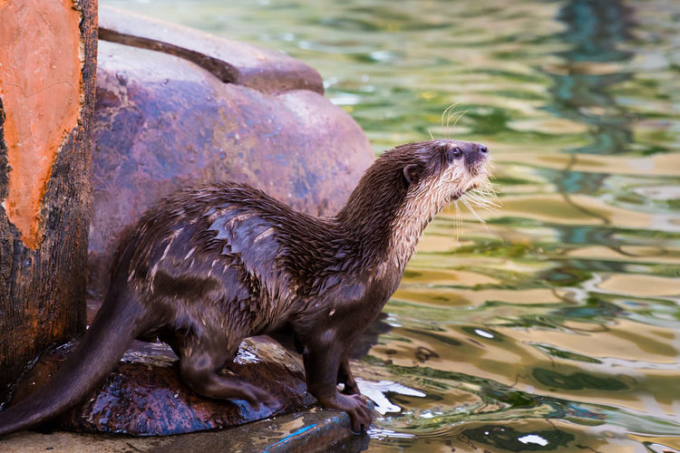 Side view of wet otter on rusty metal by river