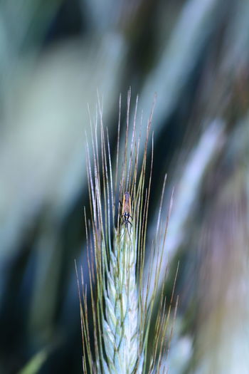 Close-up of insect on plant with copy space 