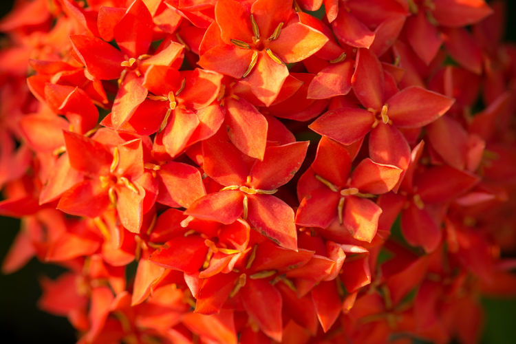 Full frame shot of red flowering plant