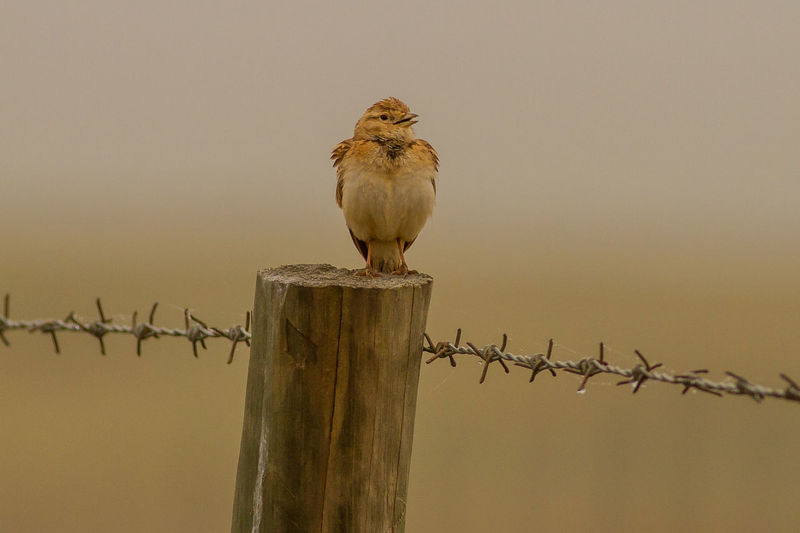 Close-up of bird perching on wooden post