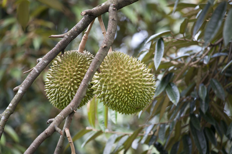 Close-up of durian on tree