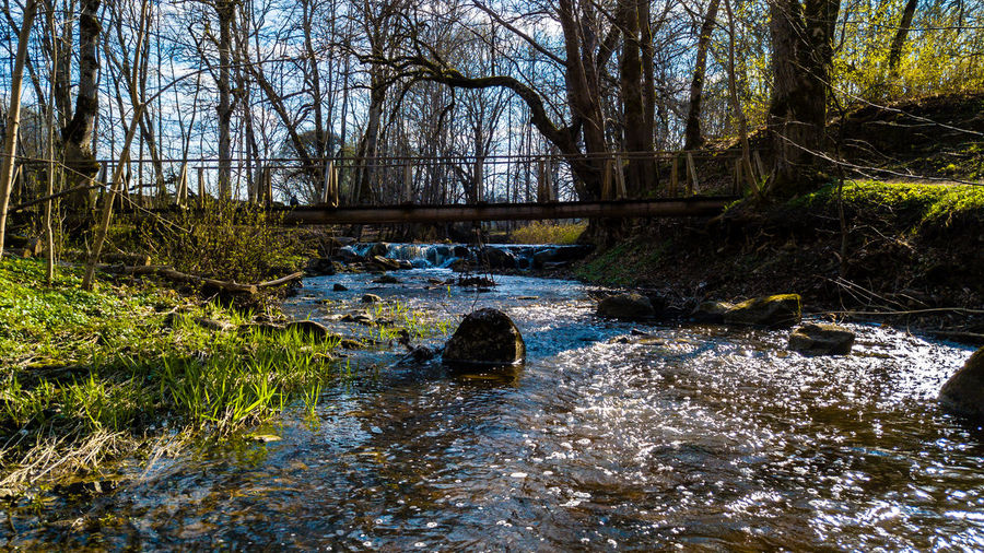 Stream flowing amidst trees in forest