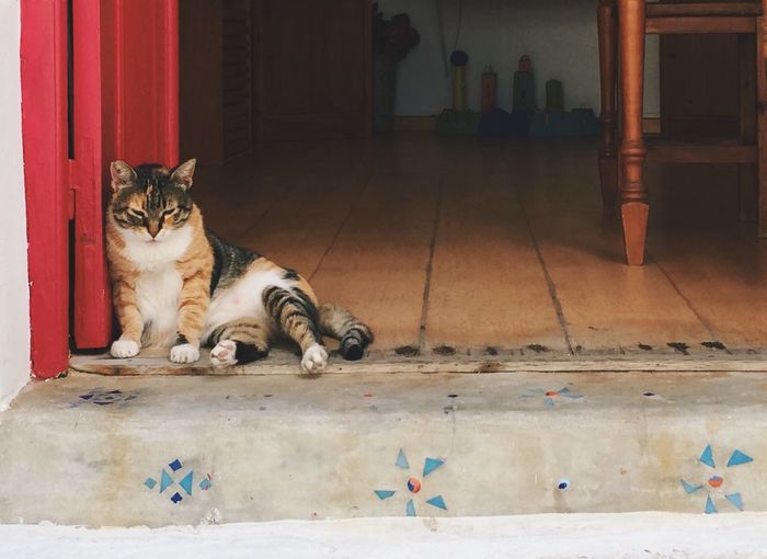 Cat on doormat at home