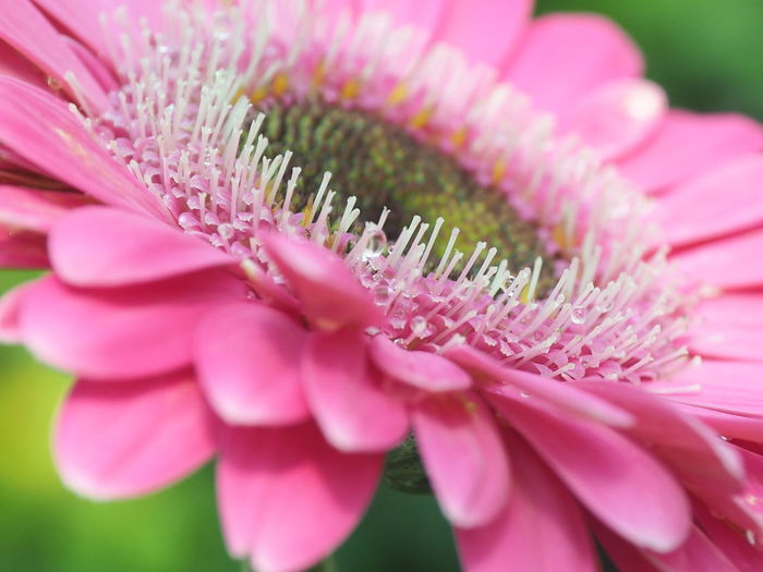 Close-up of pink flower