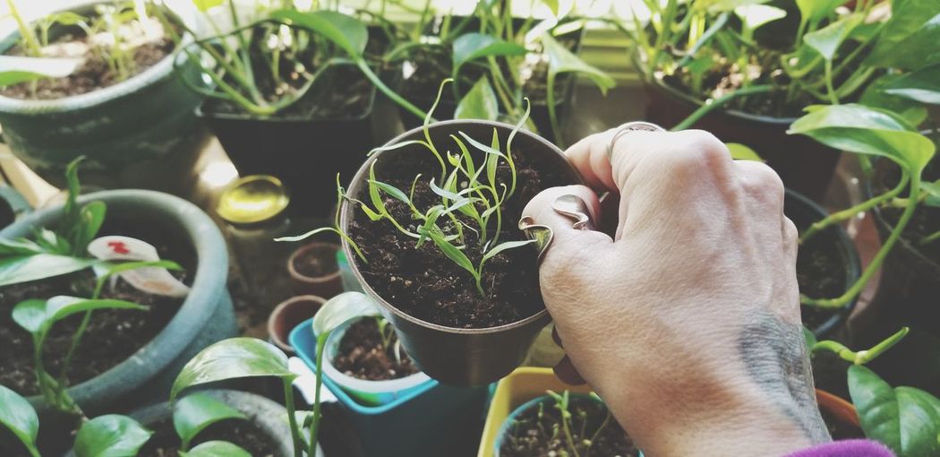 Cropped image of hand holding potted plant