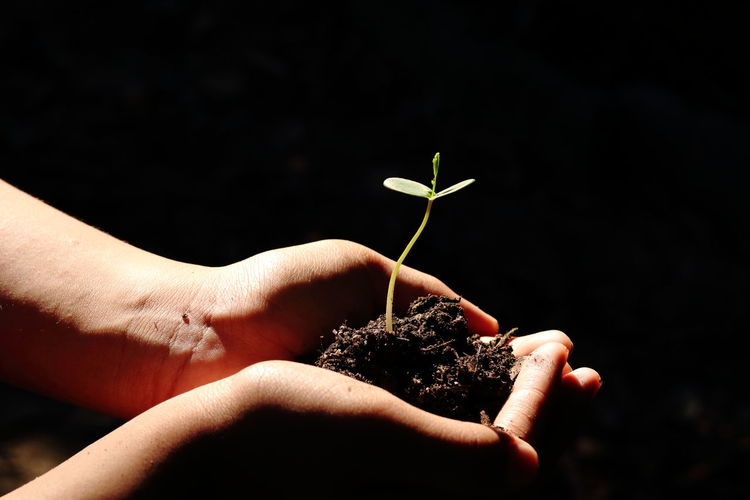 Close-up of cropped hands holding seedling