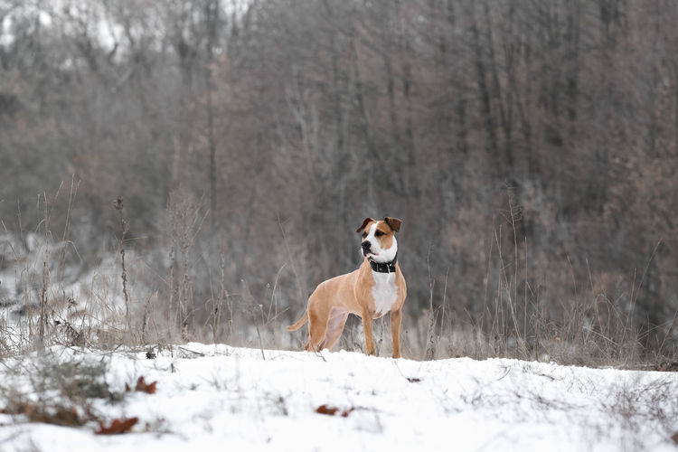 Portrait of a gorgeous staffordshire terrier dog in the winter nature scene. 